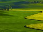 Yellow Green Fields in Palouse Washington