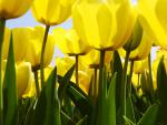 Yellow Tulips