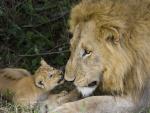 African Lions, Masai Mara Reserve, Kenya