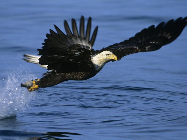 Eagle Fishing, Kenai Peninsula, Alaska