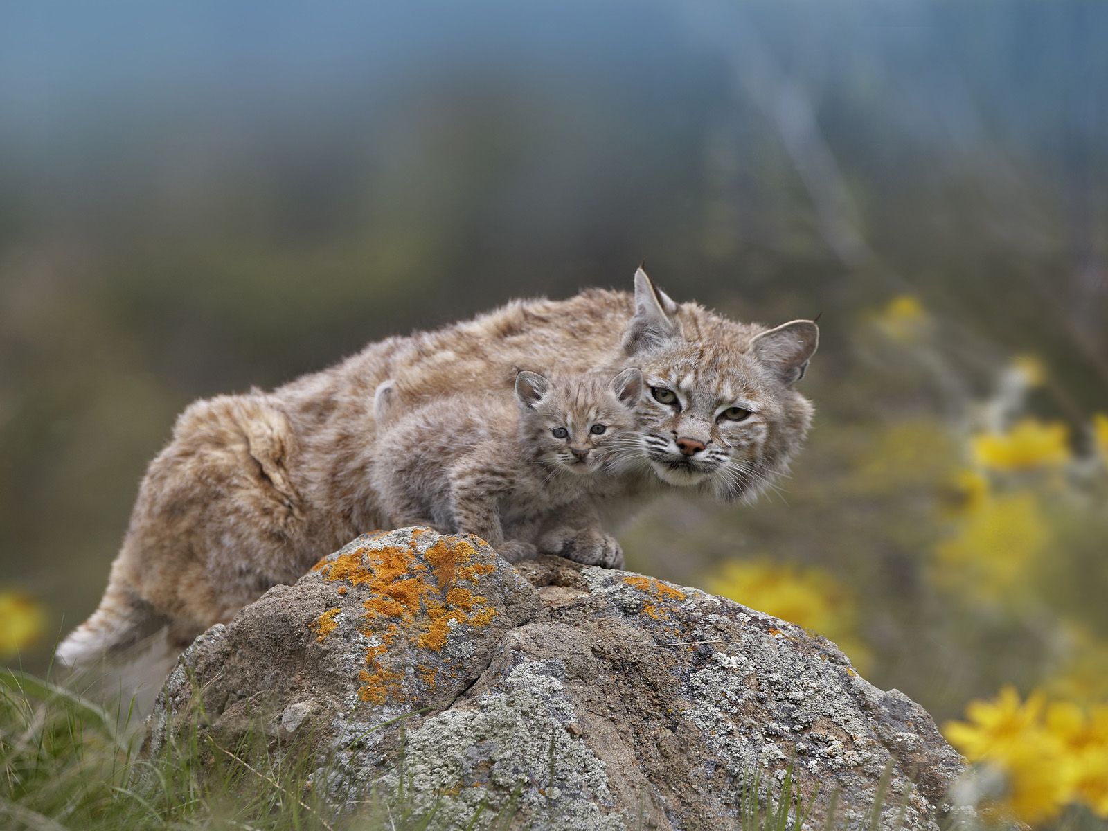 Bobcat Adult and Kitten