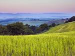 Cornfield, Volterra, Tuscany, Italy