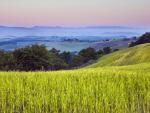 Cornfield, Volterra, Tuscany, Italy