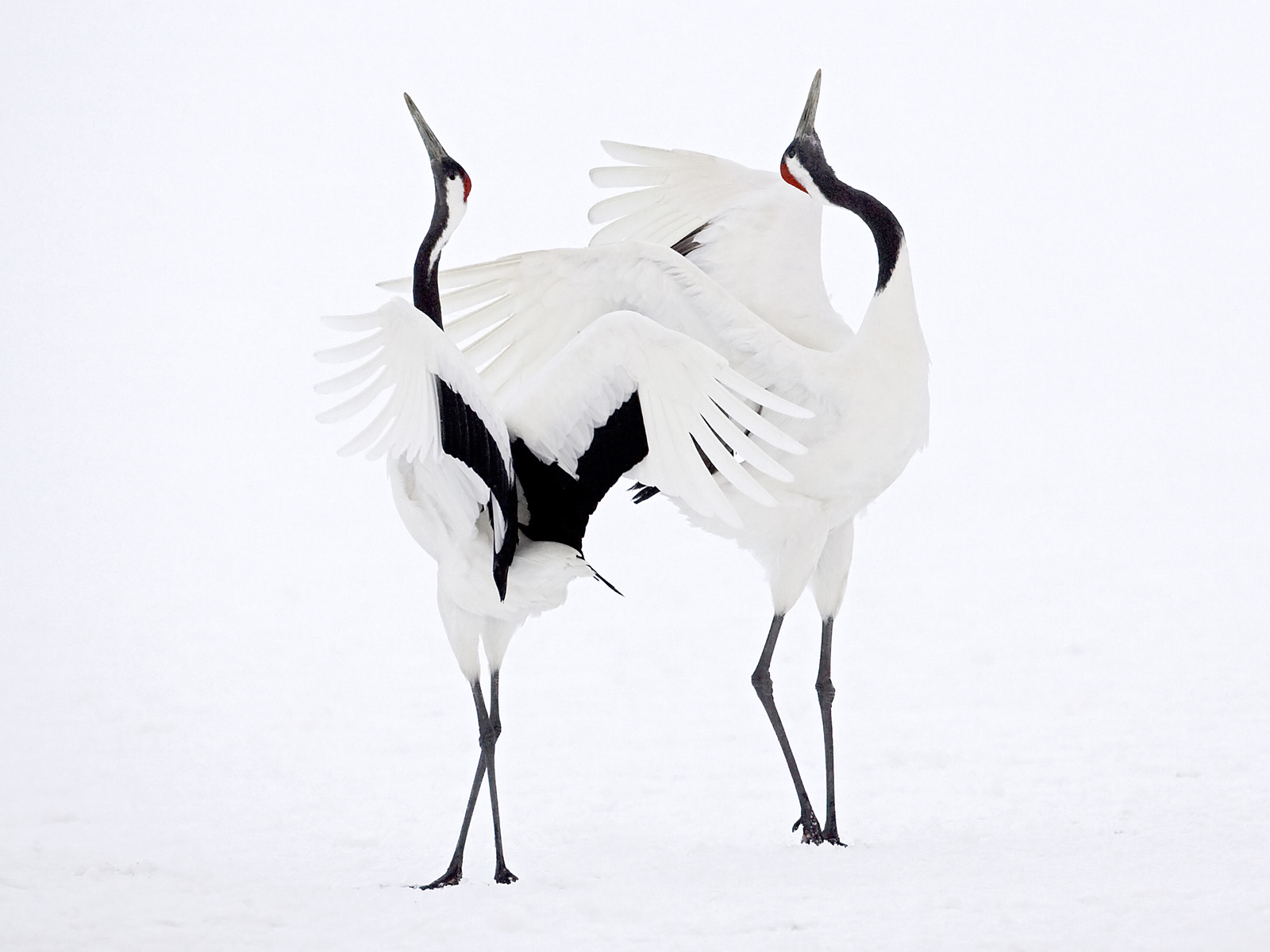 Courting Red-Crowned Cranes Hoikkado Japan