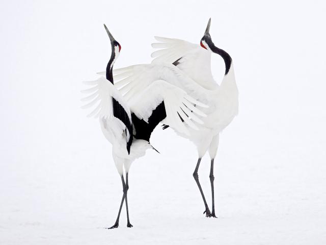 Courting Red-Crowned Cranes Hoikkado Japan