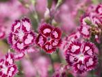 Cranberry Ice Dianthus