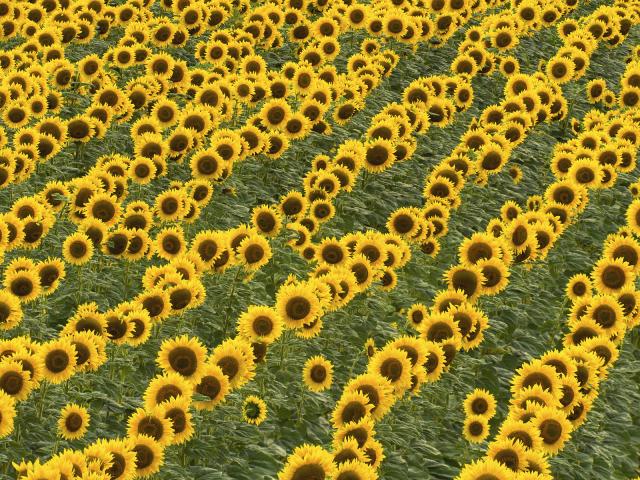 Cultivated Sunflowers Western Kansas