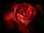 Dark Red Rose