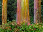 Eucalyptus Groove Along Hana Highway Maui Hawaii