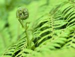 Fiddlehead Fern Westland National Park New Zealand