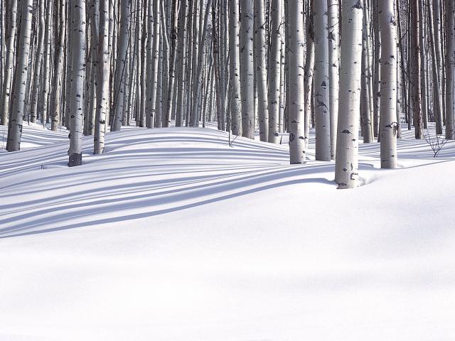 Forest in Winter Colorado