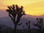 Joshua Tree National Park at Sunset California