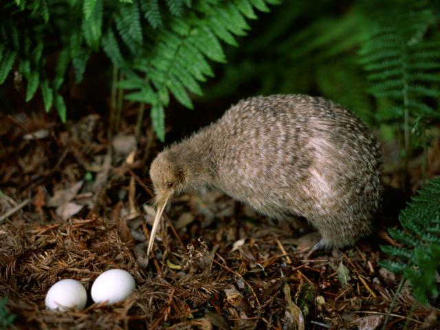 Kiwi Bird Watching Over Eggs New Zealand
