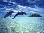 Leaping Dolphins Cook Islands