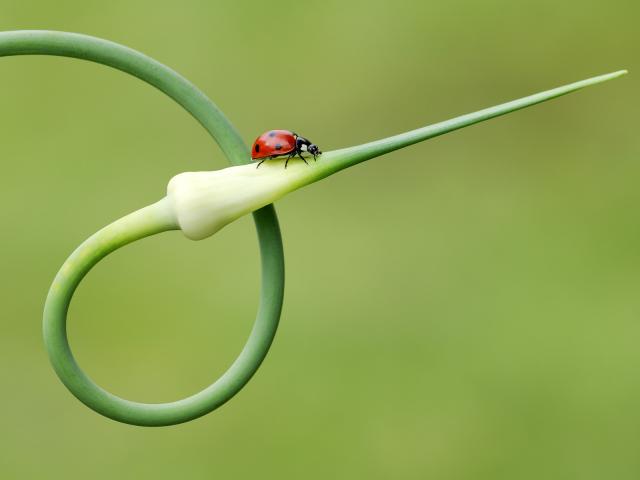 Seven-Spot Ladybird on a Garlic Plant