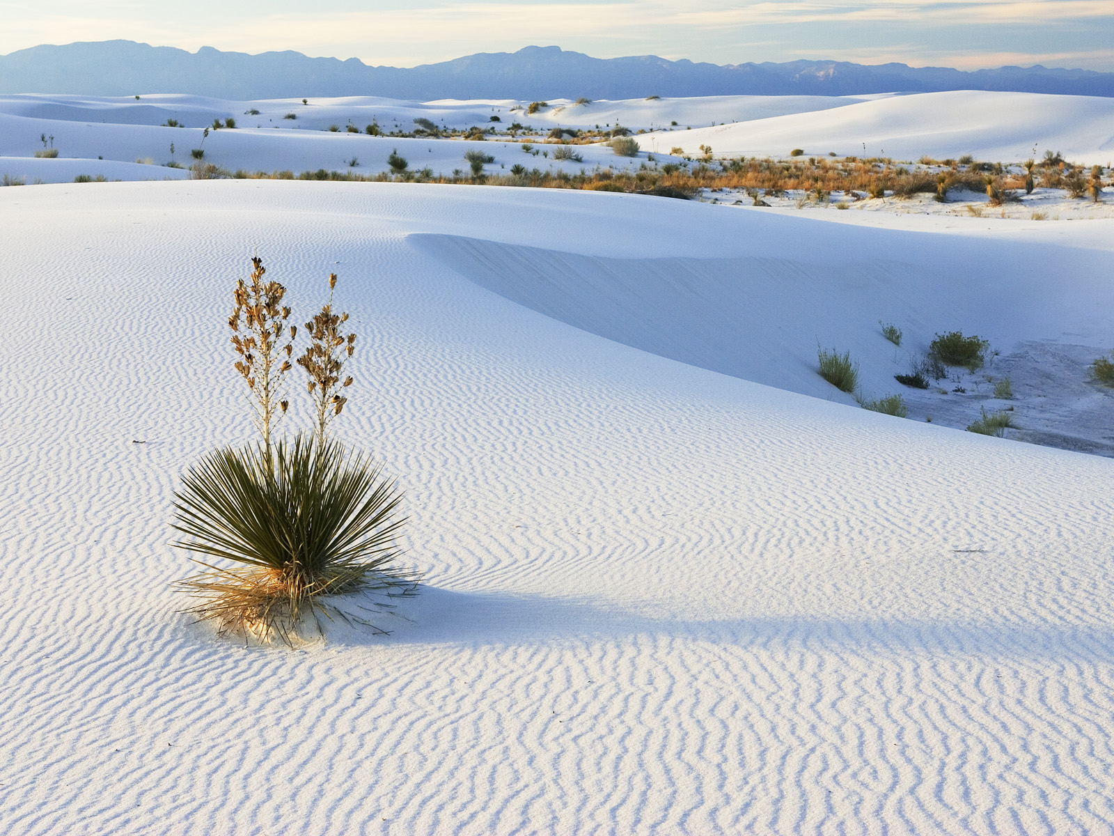 Soaptree Yucca and Gypsum Sand White Sands National Monument New Mexico