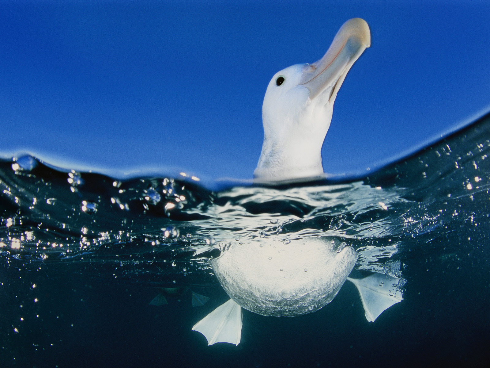 Underwater View of a Wandering Albatross New Zealand
