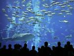 Whale Shark and Crevalle Jacks Georgia Aquarium Atlanta Georgia