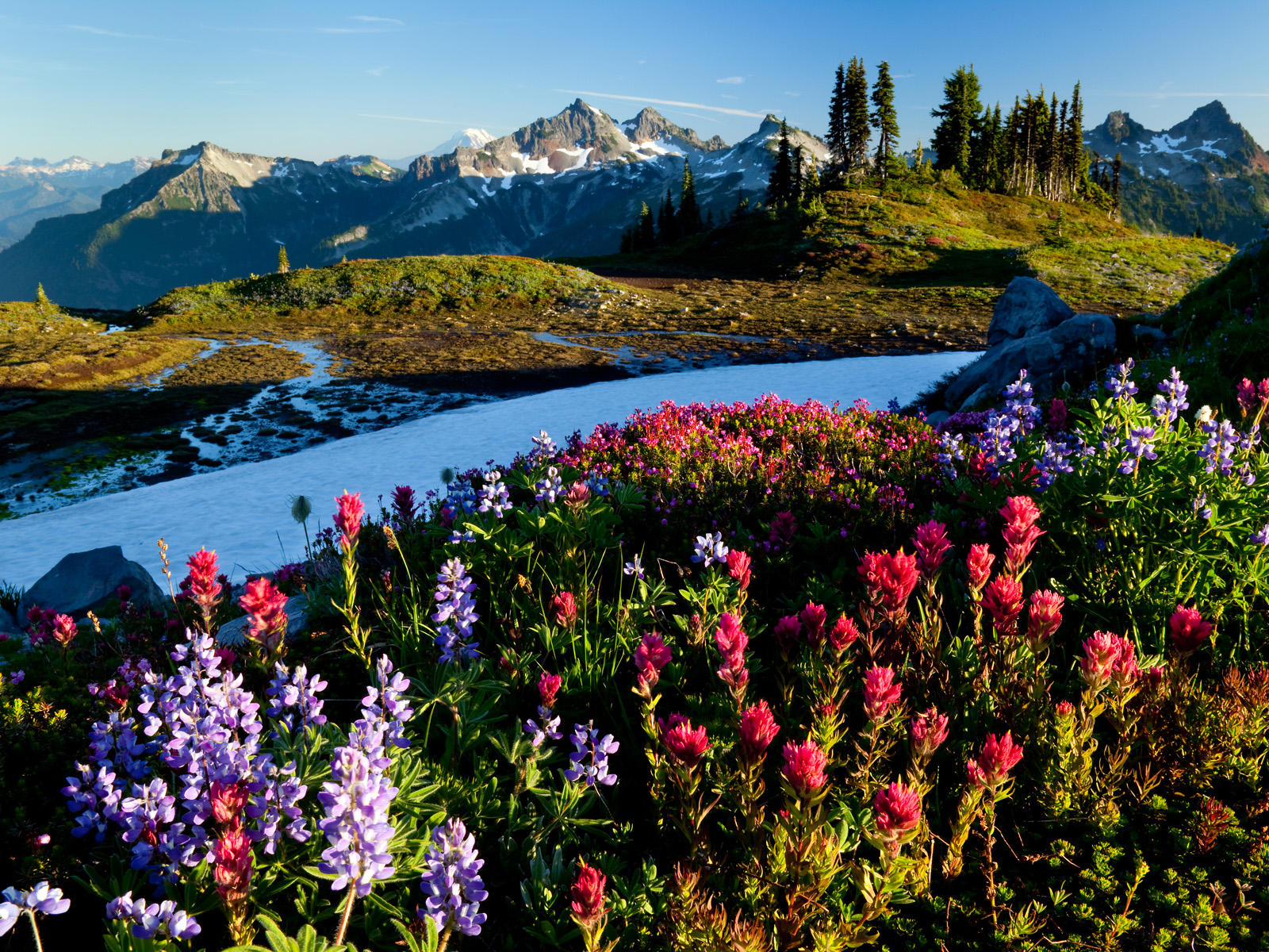 Alpine Meadow Tatoosh Range Mount Rainer National Park Washington