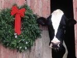 Christmas Cow