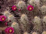 Hedgehog Cactus, Sonora Desert Museum, Tucson, Arizona