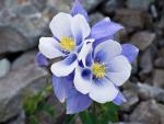 s State Flower