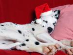 Christmas Nap Dalmatian