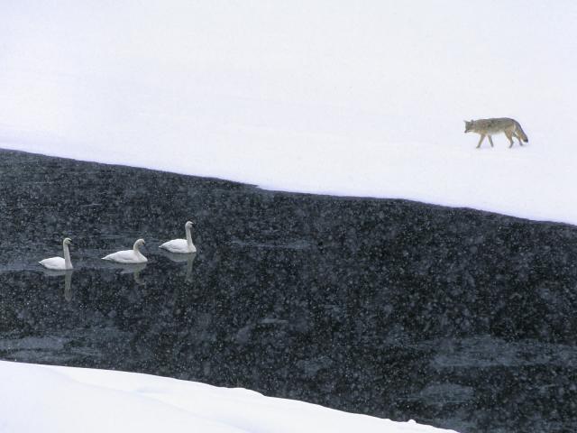 A Coyote Hungrily Watches Swans Swimming Yellowstone Wyoming