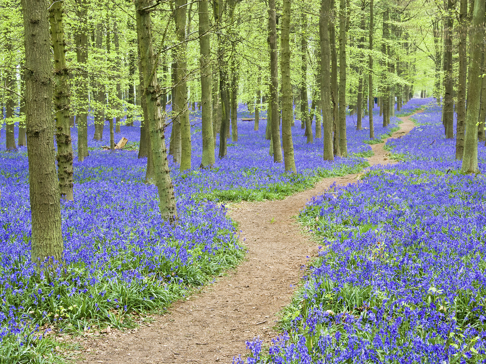 Bluebells Ashridge Forest Hertfordshire England