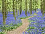 Bluebells Ashridge Forest Hertfordshire England