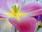 Close-Up of a Tulip