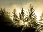 Foggy Sunset Mount Baker-Snoqualmie National Forest Washington