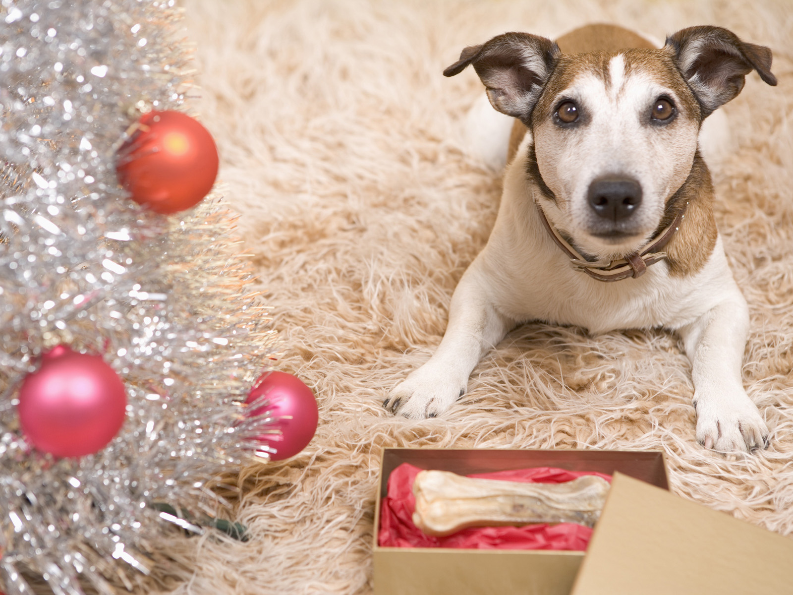 Merry Christmas to All Creatures Great and Small
