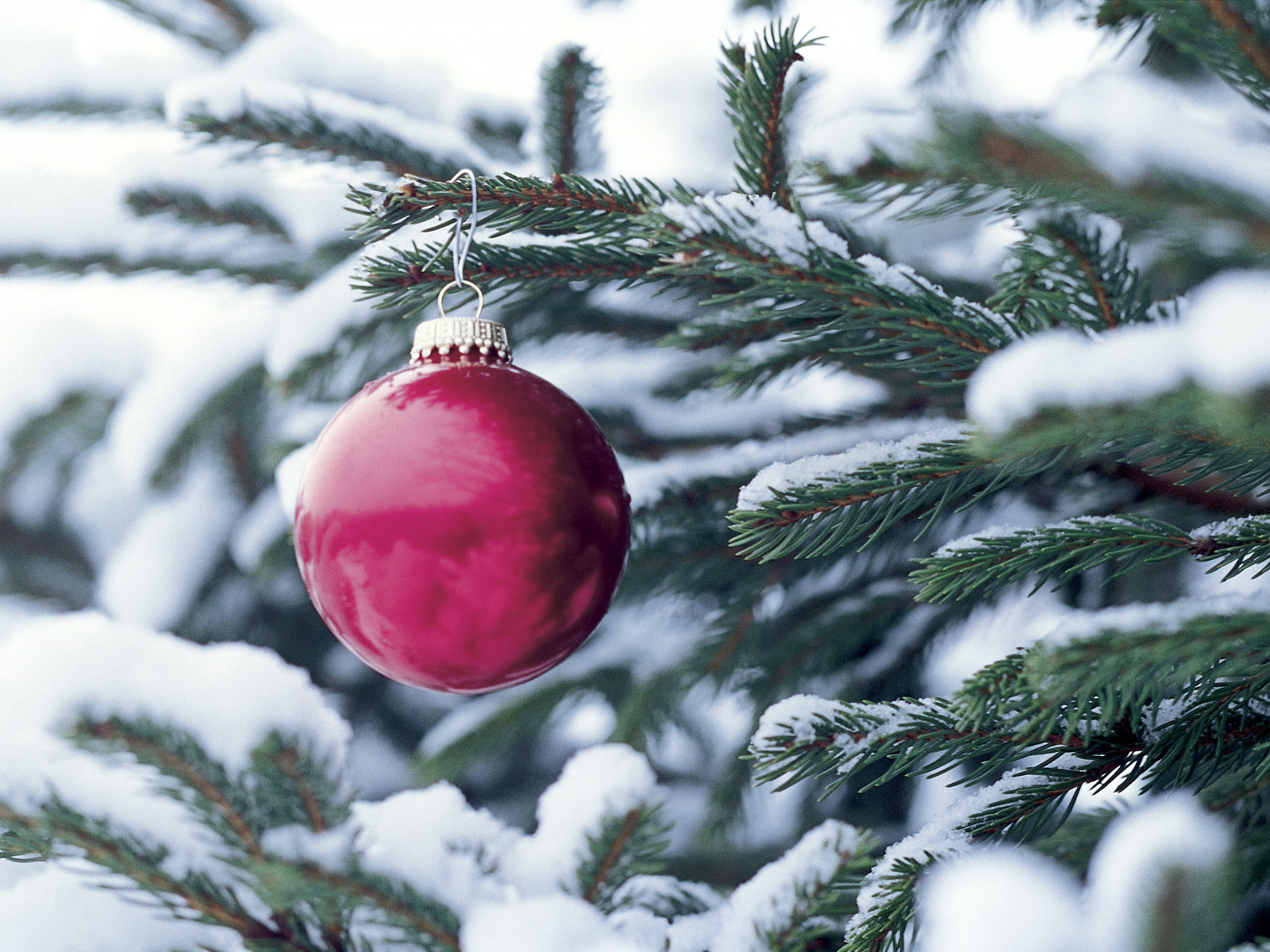 Red Ornament on Tree
