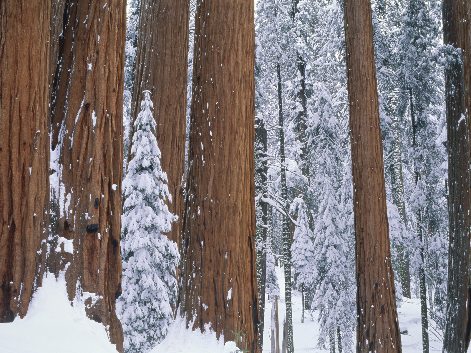 Redwood Trees in Winter Yosemite National Park Wyoming