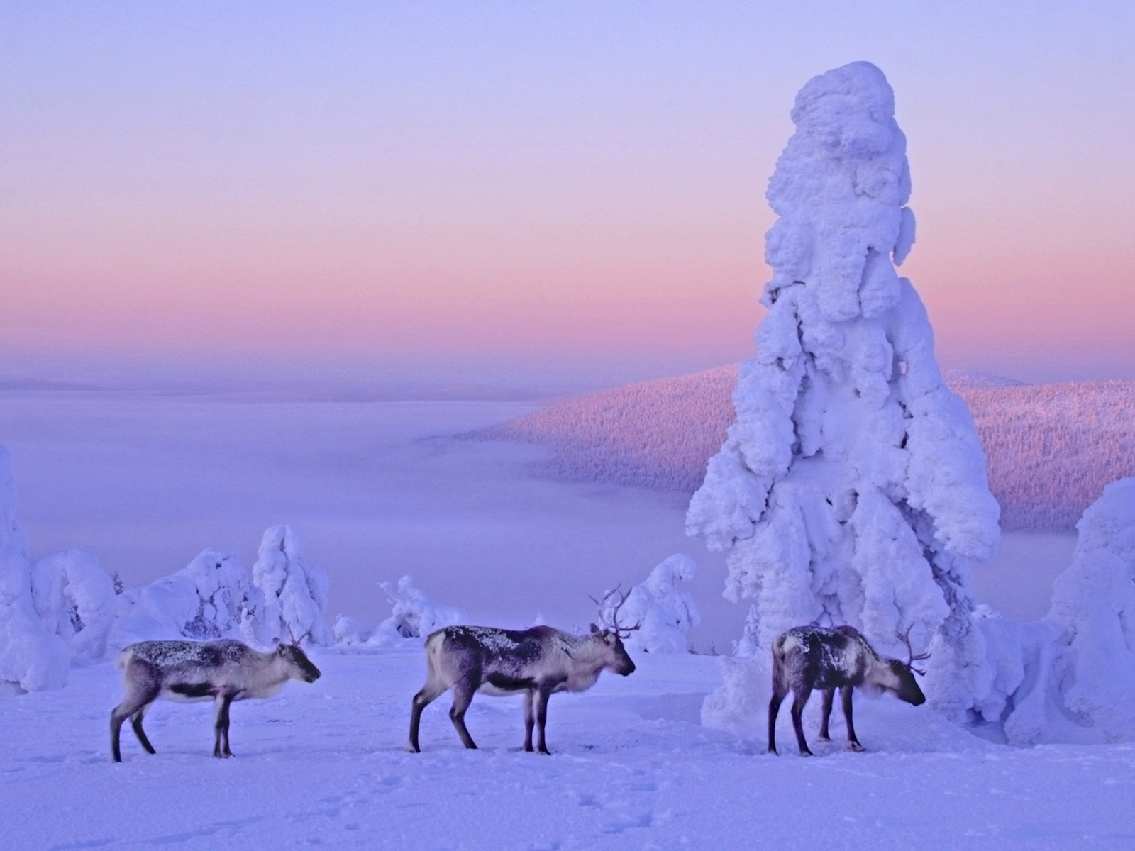 Reindeers Lapland Finland