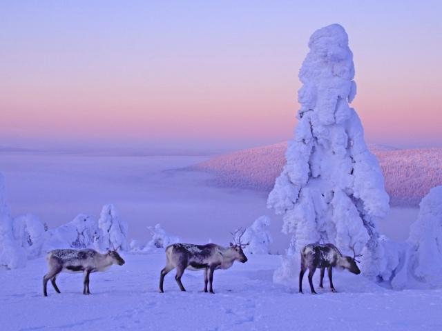 Reindeers Lapland Finland