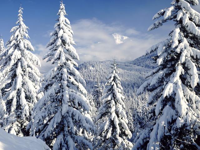 Snow Covered Evergreens Mt. Hood Oregon