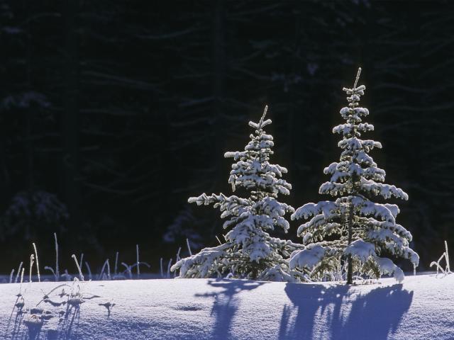 Spruse Trees Under Fresh Snow Canada