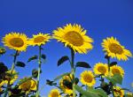 Sunflowers in Bloom St. Anne. Manitoba