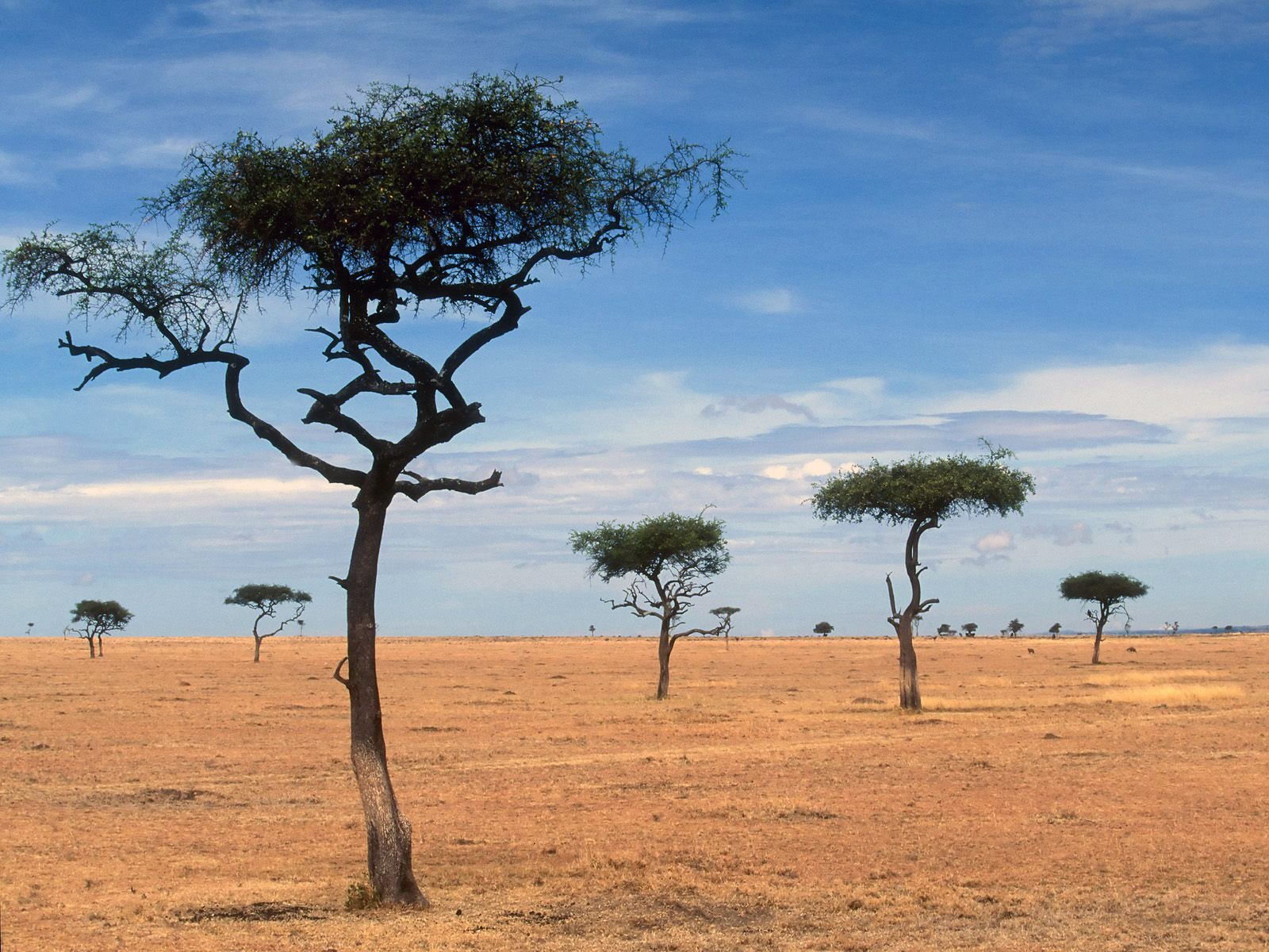 Scattered Acacia Trees Kenya Africa