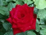 Red Rose With Water Drops