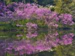 Redbud Trees in Bloom, Lake Marmo, Morton Arboretum, Lisle, Illinois