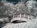 Japanese Garden in Infrared