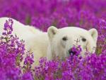 Polar Bear in Fireweed, Wapusk National Park, Manitoba