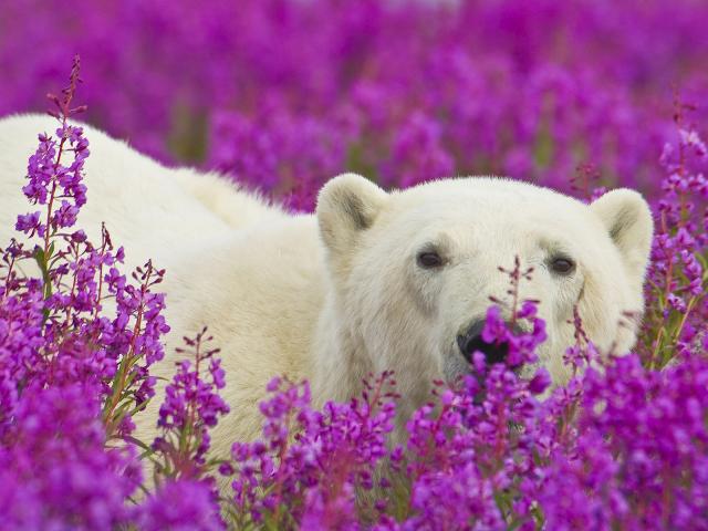 Polar Bear in Fireweed, Wapusk National Park, Manitoba