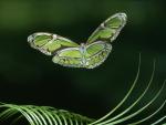 Scarce Bamboo Page Butterfly, Venezuelan Cloudforest