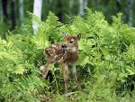 White-Tailed Deer Fawns