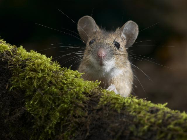 Yellow-Necked Field Mouse