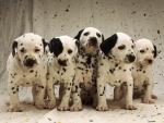 Dalmatian Puppies